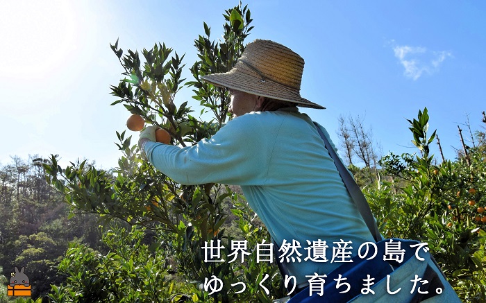 《今が旬！》世界中が笑顔になるね！佐原農園さんのたんかん（10kg）