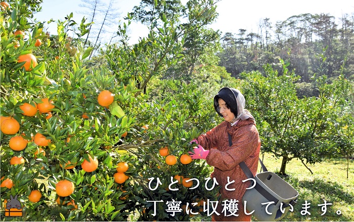 《今が旬！》世界中が笑顔になるね！佐原農園さんのたんかん（3kg）