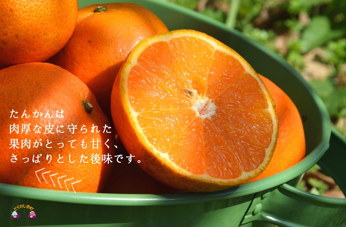《2026年2月～3月配送！》島の農家さん直送便！徳之島産もぎたてたんかん（3キロ） ( タンカン フルーツ みかん 果物 柑橘 甘い 徳之島 奄美 鹿児島 もぎたて フレッシュ 世界自然遺産 フルーツアイランド 先行予約 )