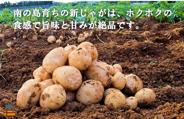 【2026年4月以降配送】《マツコの知らない世界で紹介》　徳之島の新じゃが使用！徳之島コロッケ＆唐辛子コロッケ2種の食べ比べ！（20個）（ じゃがいも 新じゃが 唐辛子 ヤマシークニン おかず お弁当 おつまみ 美味しい 簡単 料理 徳之島 奄美 鹿児島 冷凍食品 人気 オススメ 辛い ）