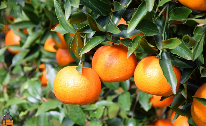 《今が旬！》徳之島産たんかんを心から愛している。ぜんた農園さんのたんかん（5kg）  ( タンカン フルーツ みかん 果物 善田 柑橘 徳之島 奄美 鹿児島 世界自然遺産 先行予約 )