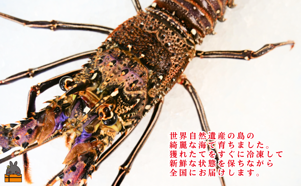 縲雁ケエ譛ォ縺雁ア翫¢縺顔エ譚溘区眠魄ョ縺ェ縺セ縺セ縺吶$蜀キ蜃!!蠕ウ荵句ウカ逕」蜀キ蜃堺シ雁兇豬キ閠1蟆セシ500gス700gシ シ 莨雁兇縺医ウ 繧、繧サ繧ィ繝 縺縺帙∴縺ウ 莨雁兇縺医ウ 莨雁兇繧ィ繝 縺医ウ 繧ィ繝 豬キ閠 骰 縺秘ヲウ襍ー 豬キ縺ョ蟷ク 譁咏炊 豬キ逕」迚ゥ 螳カ譌 豁」譛 繧ッ繝ェ繧ケ繝槭せ 縺顔・昴> 12譛磯埼 蟷エ譛ォ蟷エ蟋 繧オ繝ウ繝ヲ繧ヲ シ