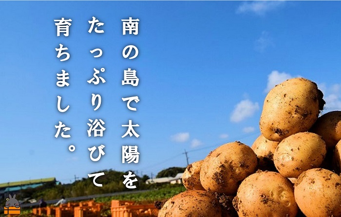 今が旬！》～これからは産地で選びたくなる～徳之島産新じゃがいも