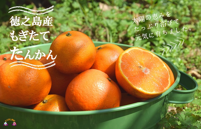 《2026年2月～3月配送！》島の農家さん直送便！徳之島産もぎたてたんかん（3キロ） ( タンカン フルーツ みかん 果物 柑橘 甘い 徳之島 奄美 鹿児島 もぎたて フレッシュ 世界自然遺産 フルーツアイランド 先行予約 )