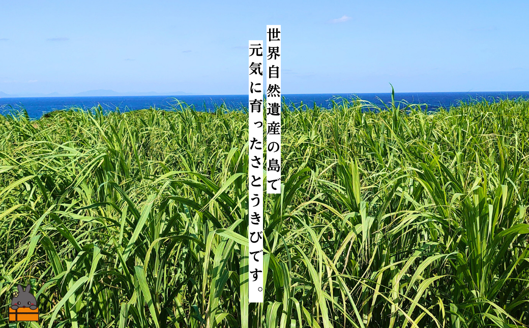 ～きゅらしま（美しい島）からお届け～きゅらしま黒砂糖粉（10袋） ( 砂糖 調味料 甘味 お料理 お菓子づくり 煮物 自然 さとうきび 世界自然遺産 徳之島 奄美 鹿児島 のんちゃんChi )
