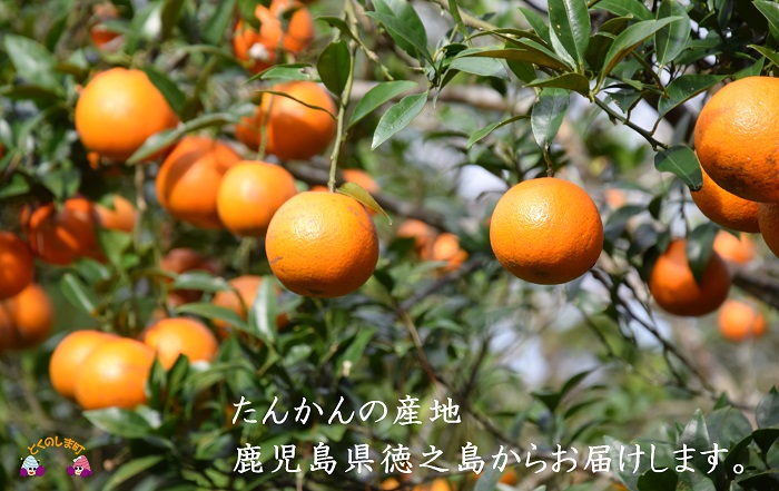 【2025年収穫！】完熟の幸せな甘み！徳之島たんかんジュース（3本） ( たんかん タンカン 果汁 柑橘 飲み物 ドリンク ジュース 徳之島 奄美 鹿児島 美味しい 直島果樹園 )