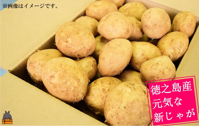 《2026年春お届け！》～これからは産地で選びたくなる～徳之島産新じゃがいも（10kg） ( バレイショ 野菜 旬 春 徳之島 奄美 鹿児島 肉じゃが カレー じゃがバター 美味しい 人気 オススメ )