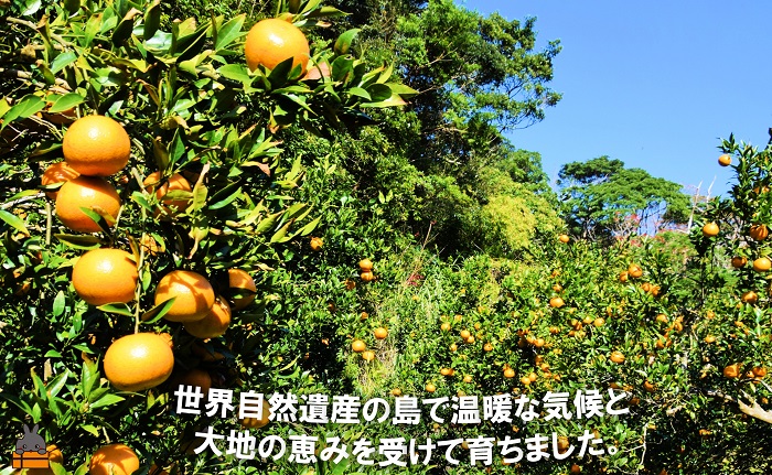 《先行予約》幸元（さちもと）果樹園さんのこだわりのたんかん（3kg） ( タンカン 果物 フルーツ 柑橘 みかん 鹿児島 奄美 徳之島 美味しい 旬 果肉 )