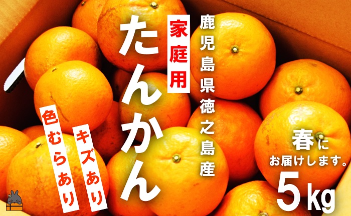 《先行予約》（家庭用）見た目は△！でも味は◎！徳之島産“もぎたて”たんかん（5kg） （ 訳あり 訳有 わけあり ワケ有 タンカン フルーツ みかん 果物 柑橘 甘い 徳之島 奄美 鹿児島 もぎたて フレッシュ 世界自然遺産 フルーツアイランド 先行予約）