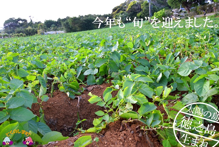 《今が旬！》〜春の訪れを告げる〜徳之島プレミアムブランド”春一番じゃがいも”（10kg） ( バレイショ 野菜 旬 春 JA 徳之島 奄美 鹿児島 肉じゃが カレー じゃがバター 美味しい 人気 オススメ )