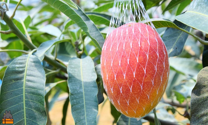 《年末受付》徳之島 美味しいモノ定期便 ( 鹿児島黒毛和牛 5等級 牛肉 完熟マンゴー パッションフルーツ すき焼き 果物 徳之島 奄美 鹿児島 )