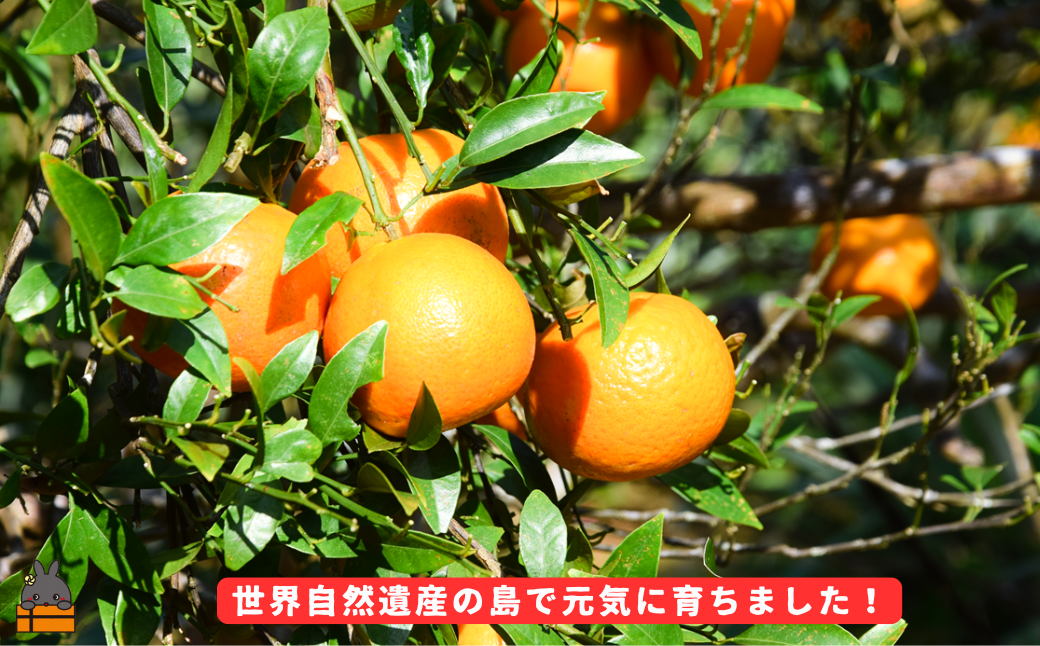 《今が旬！》（家庭用）見た目は△！でも味は◎！徳之島産“もぎたて”たんかん（5kg） （ 訳あり 訳有 わけあり ワケ有 タンカン フルーツ みかん 果物 柑橘 甘い 徳之島 奄美 鹿児島 もぎたて フレッシュ 世界自然遺産 フルーツアイランド 先行予約）