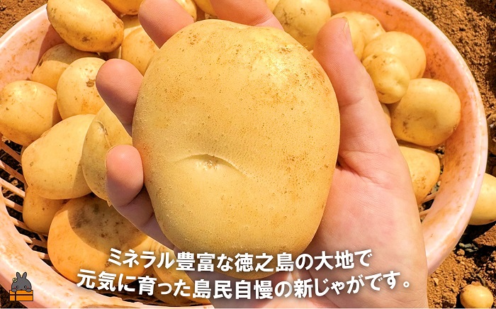 《先行予約》福祉作業所の仕事にもつながる！徳之島の“新”じゃがいも（3kg）( バレイショ 野菜 旬 春 徳之島 奄美 鹿児島 肉じゃが カレー じゃがバター 美味しい 人気 オススメ 福祉作業所 雇用 少量 お一人様 使いきり 2025年春お届け )