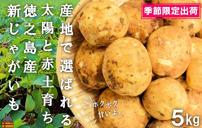 《2025年春お届け！》～これからは産地で選びたくなる～徳之島産新じゃがいも（5kg） ( バレイショ 野菜 旬 春 徳之島 奄美 鹿児島 肉じゃが カレー じゃがバター 美味しい 人気 オススメ )