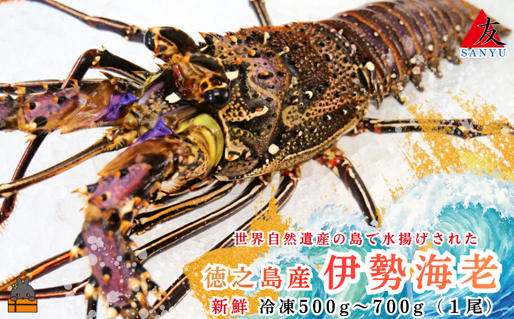 新鮮なまますぐ冷凍!!徳之島産冷凍伊勢海老1尾（500g～700g） （ 伊勢えび イセエビ いせえび 伊勢えび 伊勢エビ えび エビ 海老 鍋 ご馳走 海の幸 料理 海産物 家族 正月 お祝い サンユウ ）