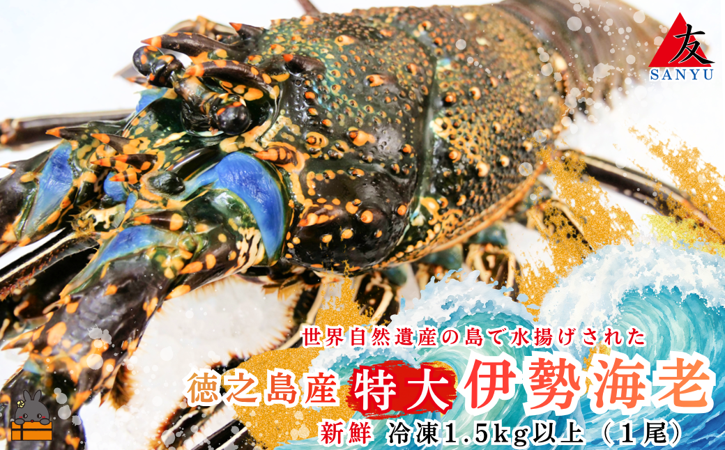 新鮮なまますぐ冷凍!!徳之島産冷凍“特大”伊勢海老1尾（1.5kg以上）　（ 伊勢えび イセエビ いせえび 伊勢えび 伊勢エビ えび エビ 海老 鍋 ご馳走 海の幸 料理 海産物 家族 正月 お祝い サンユウ ）