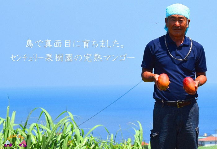 ≪先行予約≫徳之島センチュリー果樹園の完熟マンゴー（1㎏）（2玉～3玉）  ( マンゴー フルーツ 果物 完熟 無加温 徳之島 世界自然遺産 美味しい とろける 旬 贅沢 糖度 南の島 )