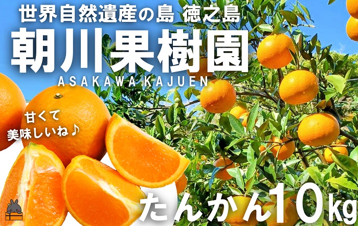 《先行予約》～世界自然遺産の島から～朝川果樹園さんのたんかん（10kg）　( タンカン フルーツ みかん 果物 柑橘 甘い 徳之島 奄美 鹿児島 もぎたて フレッシュ 世界自然遺産 フルーツアイランド 先行予約 )