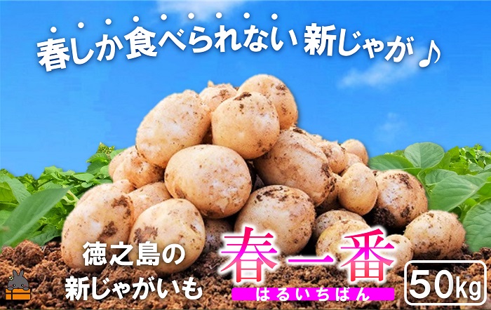 《まもなく旬！》～春しか食べられない 新じゃが～徳之島プレミアムブランド”春一番新じゃがいも”（50kg） ( バレイショ 野菜 旬 春 JA 徳之島 奄美 鹿児島 肉じゃが カレー じゃがバター 美味しい 人気 オススメ JA )