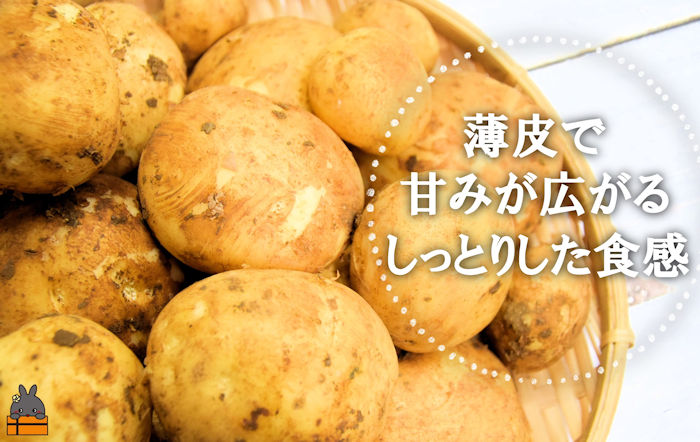 《2025年春お届け！》～これからは産地で選びたくなる～徳之島産新じゃがいも（5kg） ( バレイショ 野菜 旬 春 徳之島 奄美 鹿児島 肉じゃが カレー じゃがバター 美味しい 人気 オススメ )