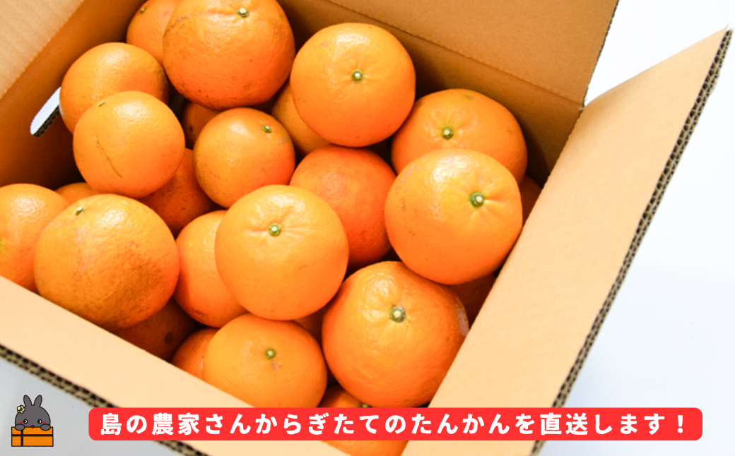 《今が旬！》（家庭用）見た目は△！でも味は◎！徳之島産“もぎたて”たんかん（5kg） （ 訳あり 訳有 わけあり ワケ有 タンカン フルーツ みかん 果物 柑橘 甘い 徳之島 奄美 鹿児島 もぎたて フレッシュ 世界自然遺産 フルーツアイランド 先行予約）