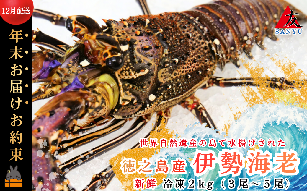 《年末お届けお約束》新鮮なまますぐ冷凍!!徳之島産冷凍伊勢海老2kg（3尾～5尾） （ 伊勢えび イセエビ いせえび 伊勢えび 伊勢エビ えび エビ 海老 鍋 ご馳走 海の幸 料理 海産物 家族 正月 クリスマス お祝い 12月配送 年末年始 サンユウ ）