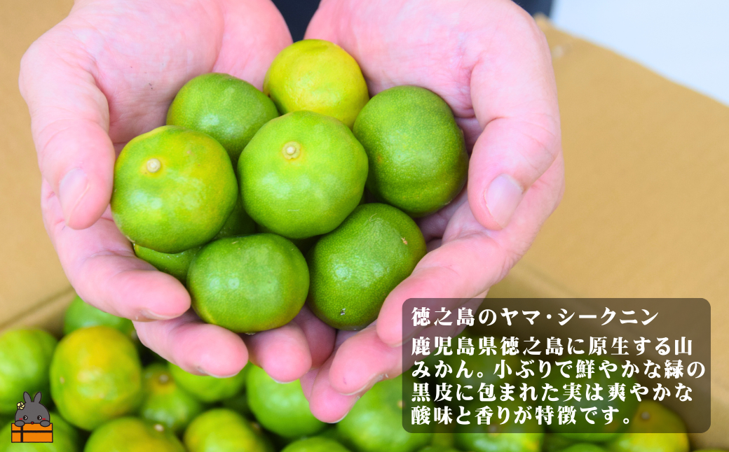 全国の皆様にかけてほしい！ヤマ・シークニン入りノンオイルドレッシング（200ml×3本） ( 調味料 柑橘 果物 薬味 ドレッシング ヤマシークニン シークン 野生みかん 奄美 鹿児島 ダイキチ食品 )