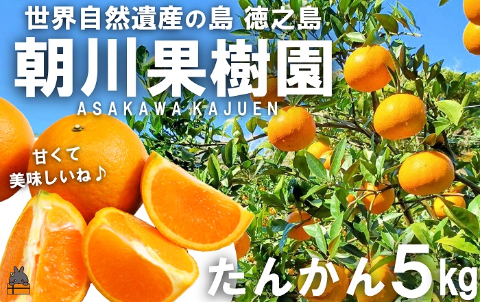 《先行予約》～世界自然遺産の島から～朝川果樹園さんのたんかん（5kg）　( タンカン フルーツ みかん 果物 柑橘 甘い 徳之島 奄美 鹿児島 もぎたて フレッシュ 世界自然遺産 フルーツアイランド 先行予約 )