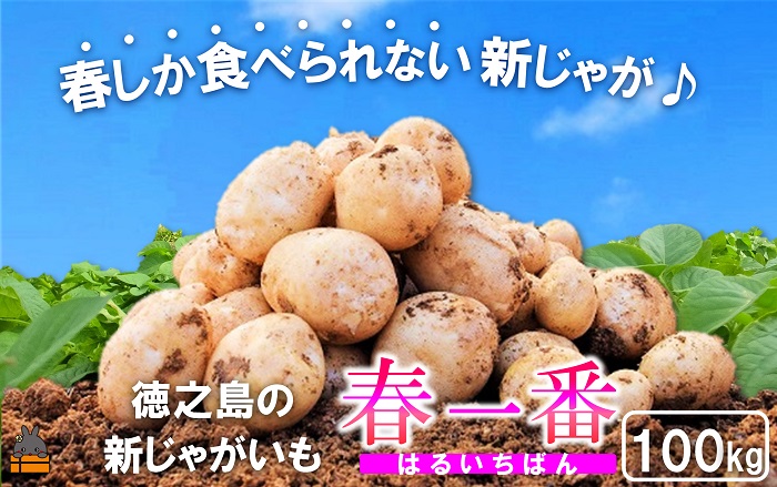 《まもなく旬！》～春しか食べられない 新じゃが～徳之島プレミアムブランド”春一番新じゃがいも”（100kg） ( バレイショ 野菜 旬 春 JA 徳之島 奄美 鹿児島 肉じゃが カレー じゃがバター 美味しい 人気 オススメ JA )