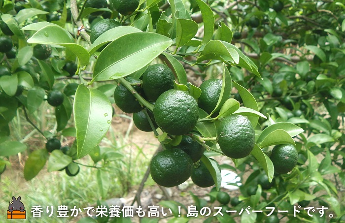 《今が旬！》世界自然遺産の島の貴重な野生みかん 生シークニン（3㎏） ( ヤマシークニン シークニン みかん 柑橘 香り スーパーフード 料理 酒 焼酎 スイーツ 香りづけ 調味料 果汁 徳之島 奄美 鹿児島 期間限定 )