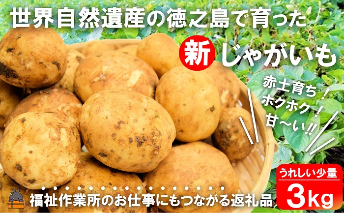 《今が旬！》福祉作業所の仕事にもつながる！徳之島の“新”じゃがいも（3kg）( バレイショ 野菜 旬 春 徳之島 奄美 鹿児島 肉じゃが カレー じゃがバター 美味しい 人気 オススメ 福祉作業所 雇用 少量 お一人様 )