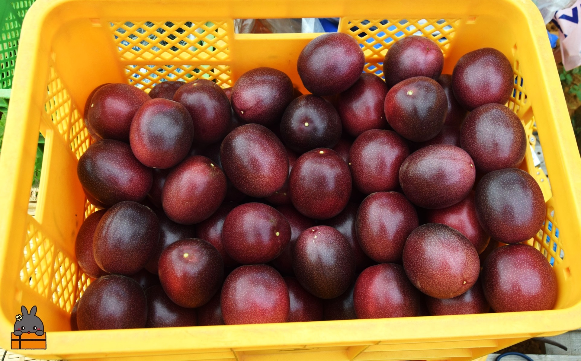 【今が旬！】満田(みつだ)農園さんのパッションフルーツ（約1.2kg）( 果物 フルーツ 酸味 甘み プチプチ 徳之島 奄美 鹿児島 美味しい 旬 南の島 世界自然遺産 みつだ農園 )