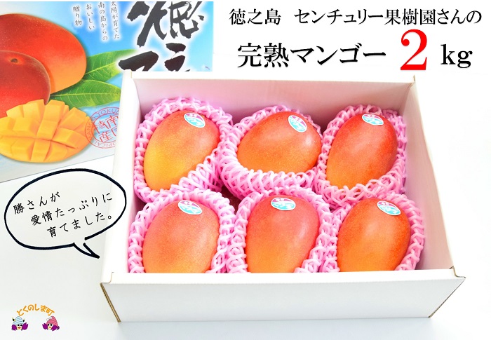 ≪先行予約≫徳之島センチュリー果樹園の完熟マンゴー（2㎏）（4玉～6玉）　 ( マンゴー フルーツ 果物 完熟 無加温 徳之島 世界自然遺産 美味しい とろける 旬 贅沢 糖度 南の島 )