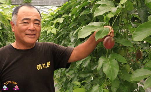 【今が旬！】～徳之島から爽やかな香りを～富田園芸さんのパッションフルーツ（約2kg） ( パッションフルーツ 果物 フルーツ 旬 南国 香り 奄美 徳之島 鹿児島 美味しい )