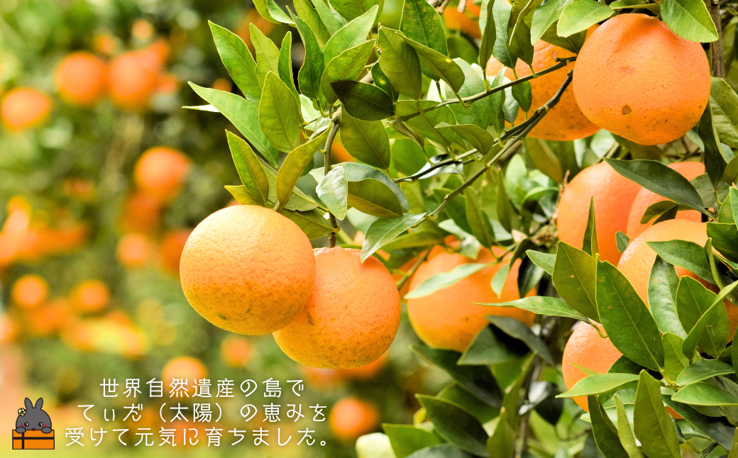 《徳之島町オリジナル！》アマミノクロウサギ共生たんかんジャム 160g　( ジャム アマミノクロウサギ ウサギ うさぎ 共生 自然保護 たんかんジャム たんかん パッションフルーツ フルーツ 果物 徳之島 鹿児島 美農里館 世界自然遺産 武蔵野大学 )