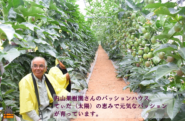 【今が旬！】世界自然遺産の島からお届け！内山果樹園さんのパッションフルーツ（2kg） ( 果物 パッション フルーツ 酸味 甘み プチプチ 徳之島 奄美 鹿児島 美味しい 旬 南の島 世界自然遺産 果樹 島 農家直送 内山果樹園 )