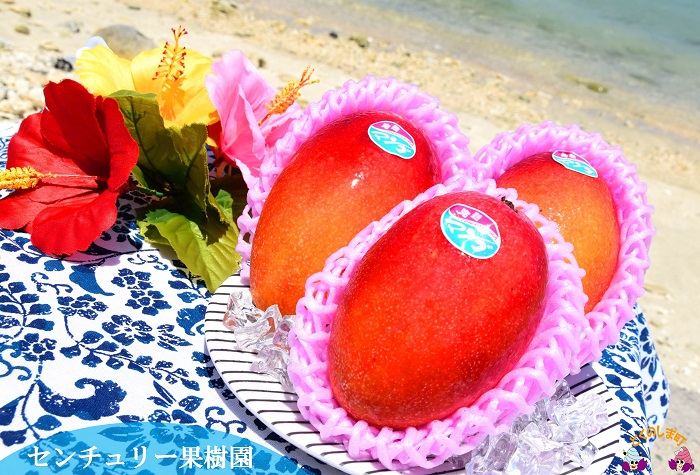 ≪先行予約≫徳之島センチュリー果樹園の完熟マンゴー（1㎏）（2玉～3玉）  ( マンゴー フルーツ 果物 完熟 無加温 徳之島 世界自然遺産 美味しい とろける 旬 贅沢 糖度 南の島 )