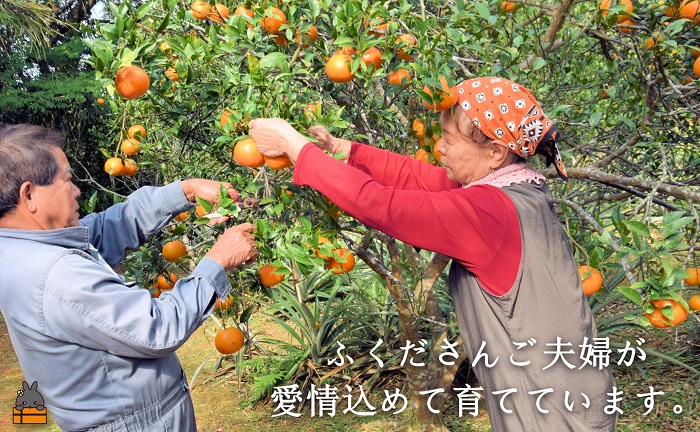 ≪まもなく旬！≫ねぇ美味しいよ。徳之島 ふくだ果樹園さんのたんかん（5kg）