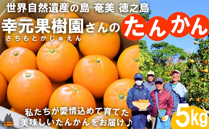 ≪先行予約≫幸元（さちもと）果樹園さんのこだわりのたんかん（5kg） ( タンカン 果物 フルーツ 柑橘 みかん 鹿児島 奄美 徳之島 美味しい 旬 果肉 )