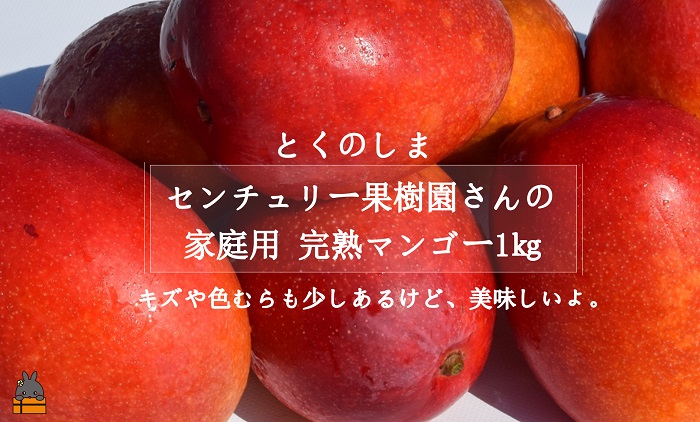 ≪先行予約≫【家庭用】徳之島センチュリー果樹園さんの完熟マンゴー1kg（2～3玉）( マンゴー フルーツ わけあり 訳あり 訳有 果物 完熟 無加温 徳之島 世界自然遺産 美味しい とろける 旬 贅沢 糖度 南の島 )