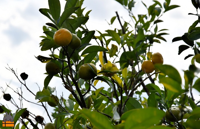 ～爽やかな柑橘ドリンク！～徳之島の島みかん350ml×24本
