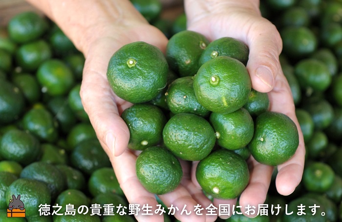 《今が旬！》世界自然遺産の島の貴重な野生みかん 生シークニン（3㎏） ( ヤマシークニン シークニン みかん 柑橘 香り スーパーフード 料理 酒 焼酎 スイーツ 香りづけ 調味料 果汁 徳之島 奄美 鹿児島 期間限定 )