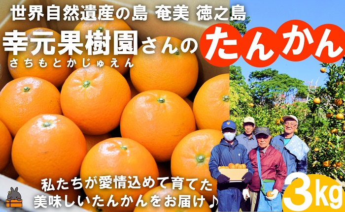 《先行予約》幸元（さちもと）果樹園さんのこだわりのたんかん（3kg） ( タンカン 果物 フルーツ 柑橘 みかん 鹿児島 奄美 徳之島 美味しい 旬 果肉 )