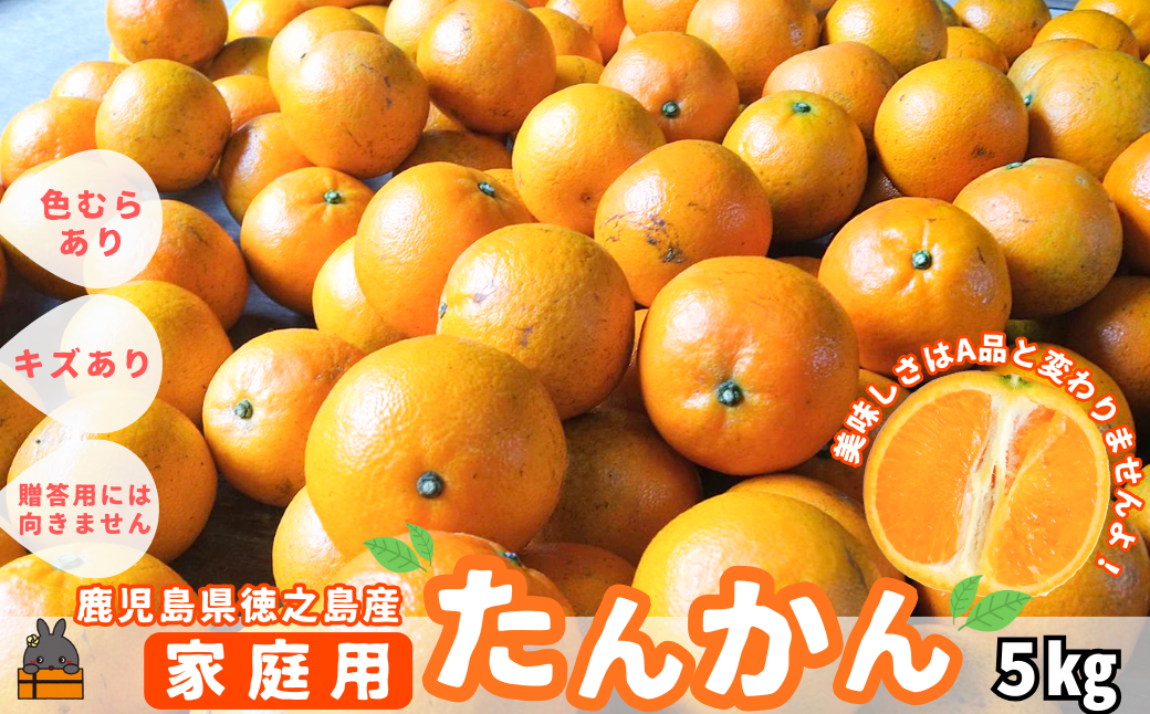 《先行予約》（家庭用）見た目は△！でも味は◎！徳之島産“もぎたて”たんかん（5kg） （ 訳あり 訳有 わけあり ワケ有 タンカン フルーツ みかん 果物 柑橘 甘い 徳之島 奄美 鹿児島 もぎたて フレッシュ 世界自然遺産 フルーツアイランド 先行予約）