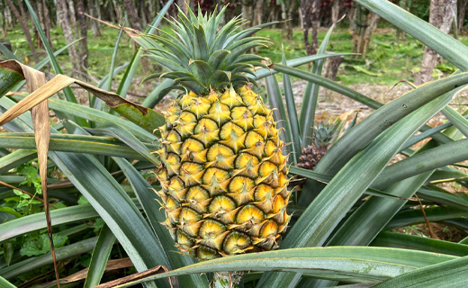 徳之島 天城町産 パイナップル 約3kg 3玉～4玉 スムースカイエン パイン フルーツ 果物