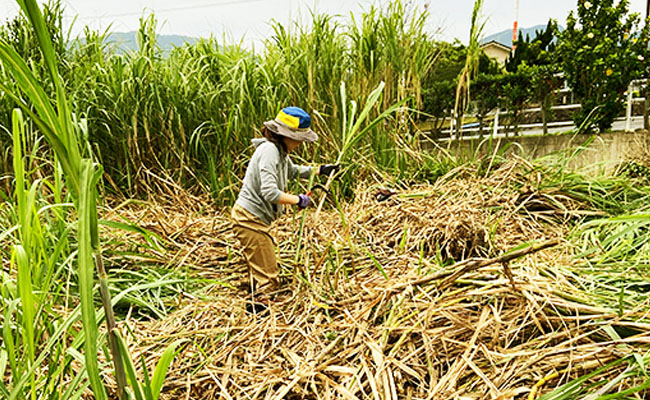 【数量限定】【期間限定】徳之島 天城町産 平山製糖 純黒糖 新糖 1kg 200g×5袋 黒糖 黒砂糖