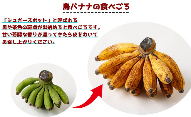 【鹿児島県天城町】【2026年発送】徳之島子宝バナナ 3kg 島バナナ バナナ  AL-10-N