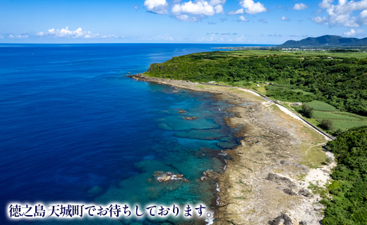 徳之島 天城町 オリジナルカレンダー 2026年版 A2サイズ 壁掛けタイプ 自然 風景 カレンダー