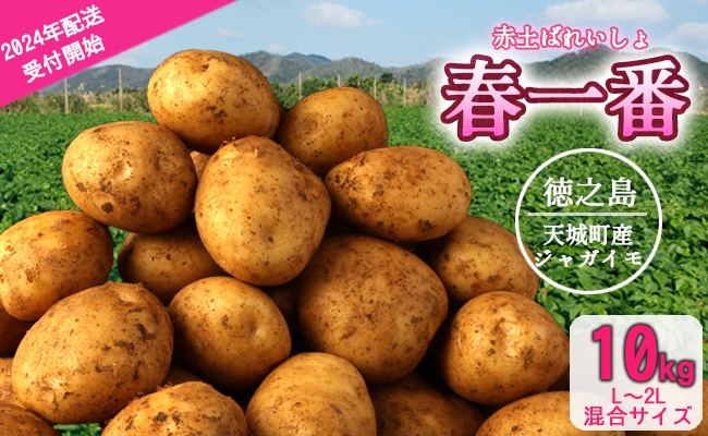 徳之島 天城町産 赤土ばれいしょ 新じゃが 春一番 10kg L～2L 混合サイズ ジャガイモ じゃがいも バレイショ