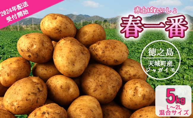 徳之島 天城町産 赤土ばれいしょ 新じゃが 春一番 5kg L～2L 混合サイズ ジャガイモ じゃがいも バレイショ